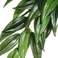 Ruscus Large Plast Exoterra