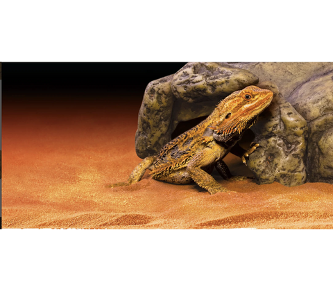ExoTerra Hule, X-Large 10x25x26 cm