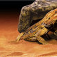 ExoTerra Hule, X-Large 10x25x26 cm