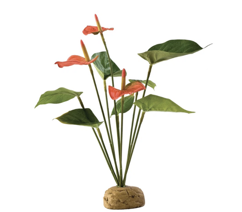 Anthurium Bush Exo Terra