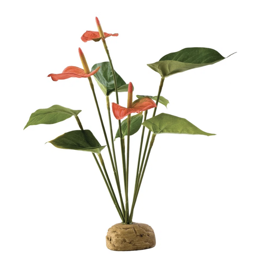 Anthurium Bush Exo Terra