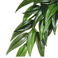 Ruscus Silk Medium ExoTerra