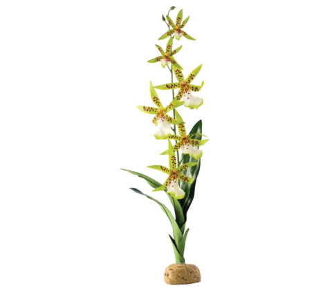 ORKIDÉ EXOTERRA 13x8x43CM