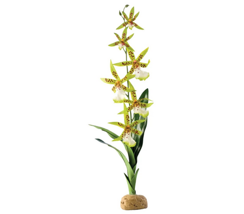 ORKIDÉ EXOTERRA 13x8x43CM