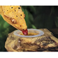 ExoTerra Canopy Combo Dish