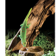 ExoTerra Gecko Dish