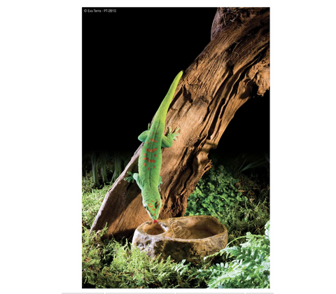 ExoTerra Gecko Dish