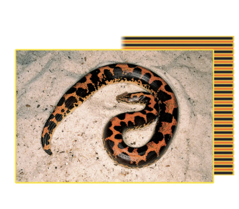 EXO TERRA HEAT MAT SMALL 8W 20X20CM