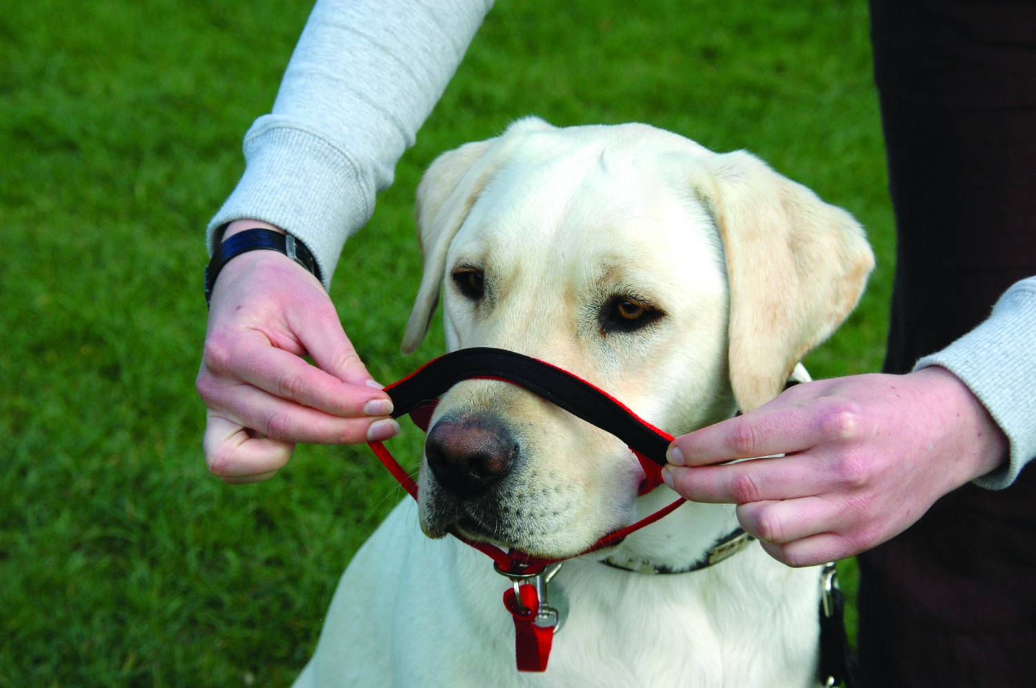 Halti giver dig kontrol over hund.