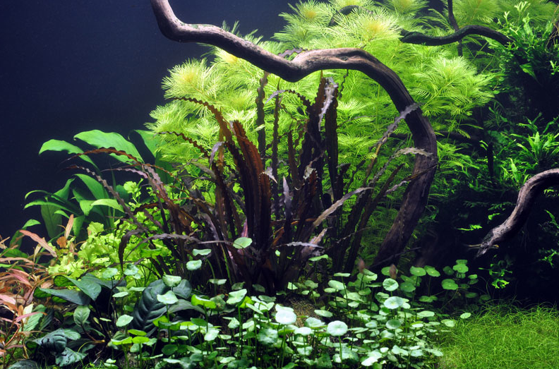 Akvarie Planter fra Tropica til akvarium